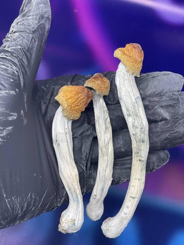 Pilze